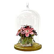 2024 Poinsettia, Signature Series - DB