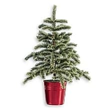 2006 The Mini Tree in a Red Bucket